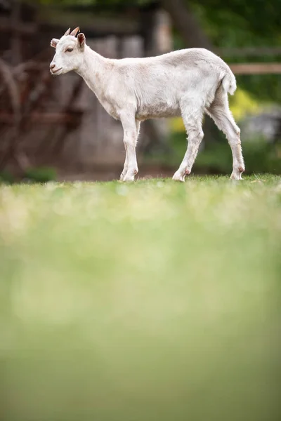 Cabras Lindas Una Granja Orgánica Mirando Feliz Pastando Aire Libre —  Fotos de Stock
