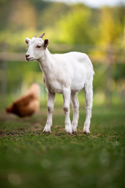 Roztomilé Kozy Ekologické Farmě Vypadající Šťastně Pasoucí Venku Uctivý Živočišný — Stock fotografie