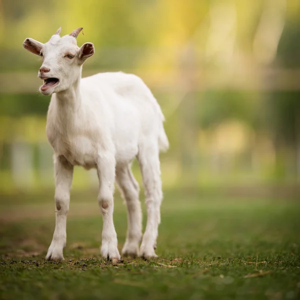 Chèvres Mignonnes Dans Une Ferme Biologique Air Heureux Pâturage Plein — Photo
