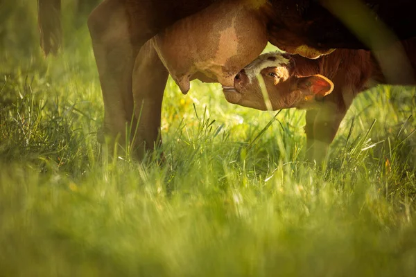 奶牛在牧场上 山地草甸 高山绿地和奶牛夏季景观 — 图库照片