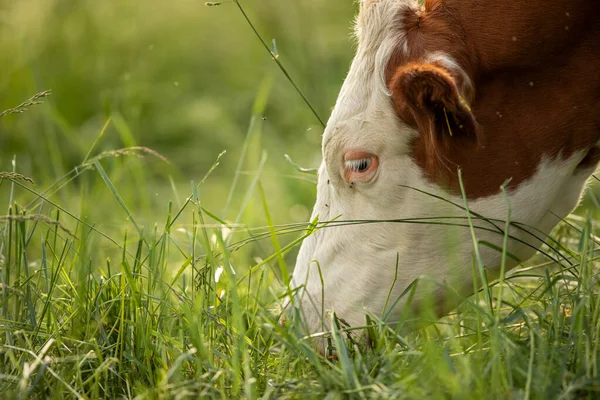奶牛在牧场上 山地草甸 高山绿地和奶牛夏季景观 — 图库照片