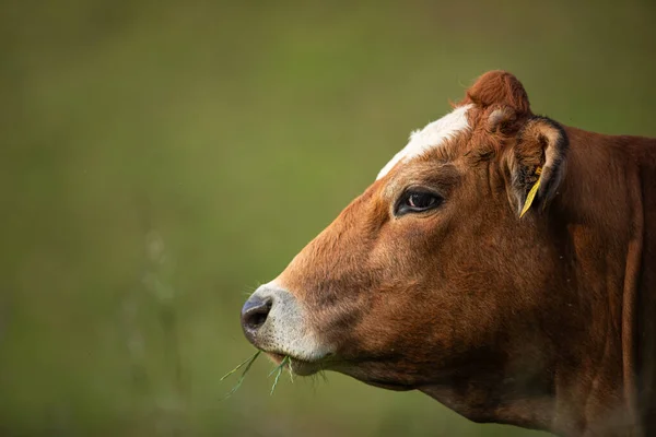 Vache Pâturage Prairie Montagne Prairie Verte Dans Les Montagnes Les — Photo