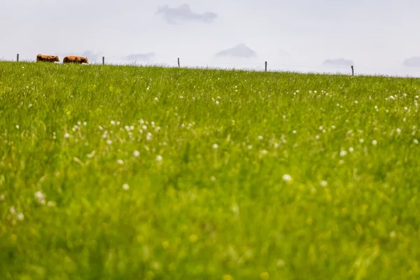 Vacas Caminhando Campo Grama Verde Dia Ensolarado Verão — Fotografia de Stock