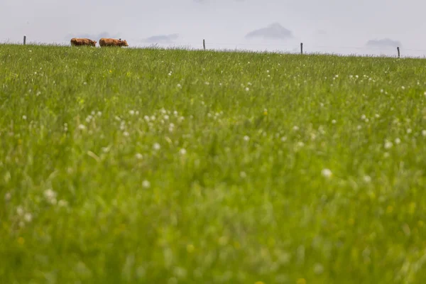 Krowy Wolnym Wypasu Hodowla Zwierząt Krowy Spacerujące Zielonym Polu Trawy — Zdjęcie stockowe