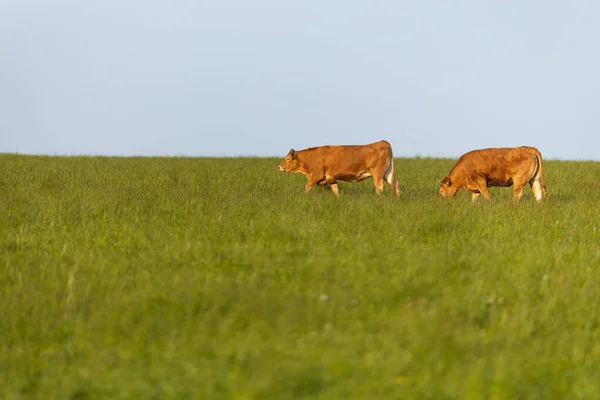 夏日阳光明媚 奶牛在绿草场上散步 — 图库照片