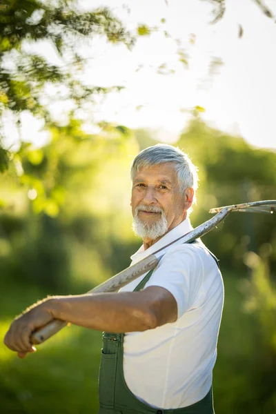 Senior Gardener Gardening His Permaculture Garden Holding Digging Pitchfork — Stock Photo, Image