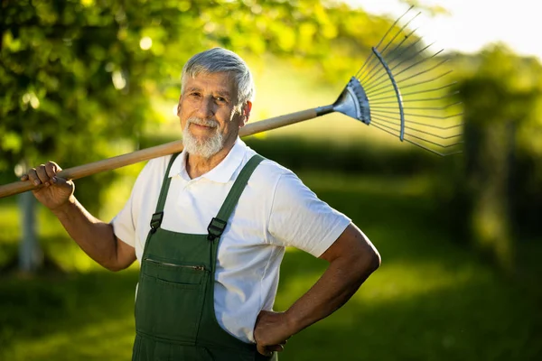 Senior Κηπουρός Κηπουρός Στον Κήπο Permaculture Του Κρατώντας Μια Τσουγκράνα — Φωτογραφία Αρχείου