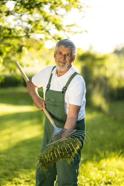 Senior Tuinier Tuinieren Zijn Permacultuur Tuin Harken Van Het Gazon — Stockfoto