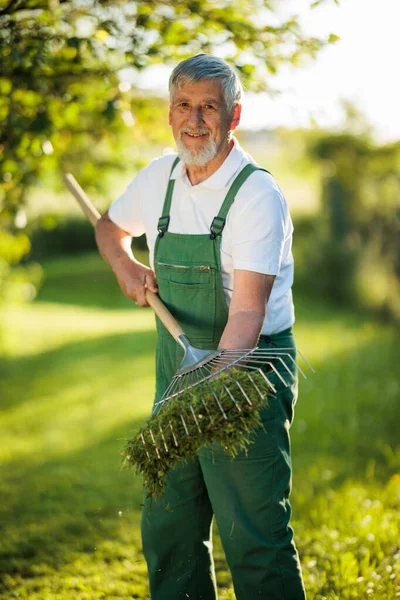 Senior Gardener Gardening His Permaculture Garden Raking Lawn Mowing — Stock Photo, Image