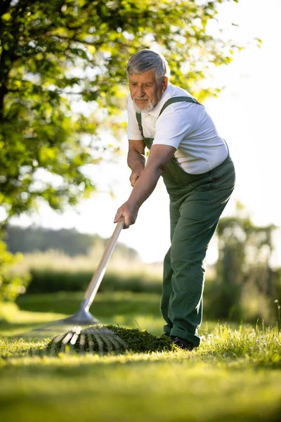 Tukang Kebun Senior Berkebun Kebun Permakultur Nya Menggaruk Rumput Setelah — Stok Foto