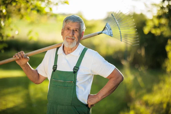 Senior Gardener Gardening His Permaculture Garden Holding Grass Rake — Stock Photo, Image