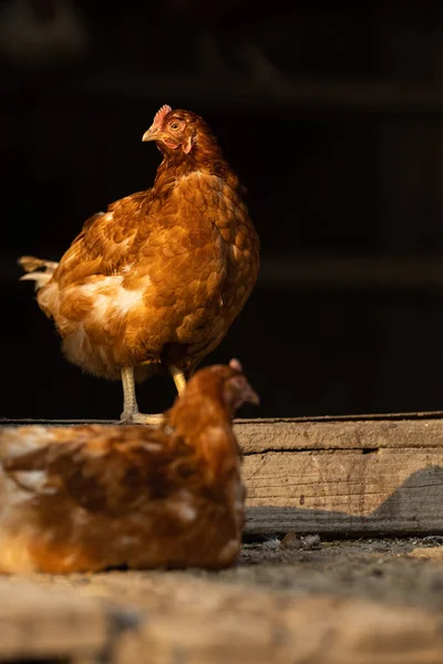 Hühner Auf Einem Bauernhof Gallus Gallus Domesticus Stockfoto