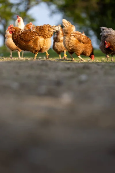 Hühner Auf Einem Bauernhof Gallus Gallus Domesticus Stockfoto