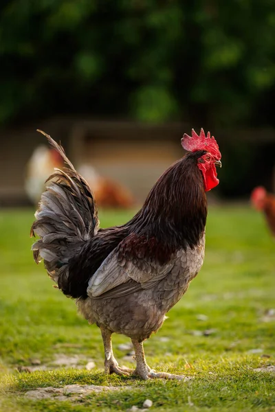 Hühner Auf Einem Bauernhof Gallus Gallus Domesticus Stockbild