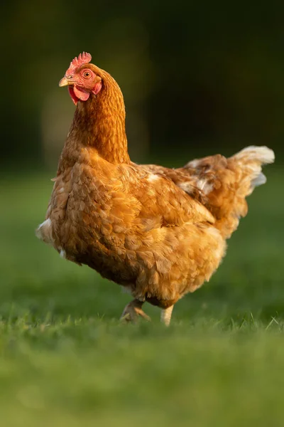 Hühner Auf Einem Bauernhof Gallus Gallus Domesticus Stockbild