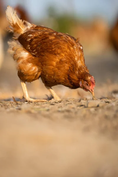 Hühner Auf Einem Bauernhof Gallus Gallus Domesticus lizenzfreie Stockbilder