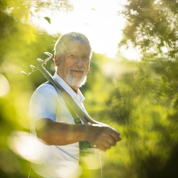 Senior Tuinier Tuinieren Zijn Permacultuur Tuin Met Een Graafvork Stockfoto