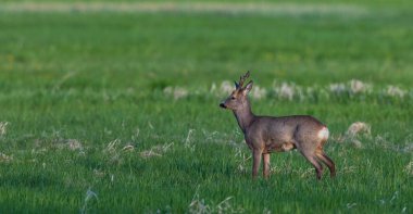 Bahar çayırlarında Roe Deer (Capreolus capreolus) erkek, Podlaskie Voyvodeship, Polonya, Avrupa