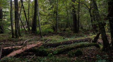 Puslu sabah sonbahar doğal yaprak döken orman Bialowieza orman, Polonya, Europe