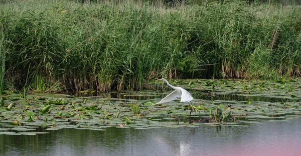 Büyük Beyaz Akbalıkçıl (Ardea alba) sazlıklar, Druzon Gölü, Polonya ve Avrupa arasında uçmaya başlar