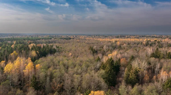 stock image Polish part of Bialowieza Forest to east from Hajnowka aerial view, Podlaskie Voivodeship, Poland, Europe