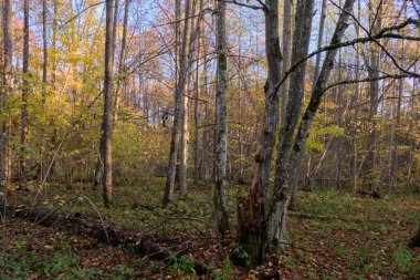 Ormanda sonbahar güneşli sabahları boynuz direkleri ve ön planda kırık ağaçlarla, Bialowieza Ormanı, Polonya, Avrupa