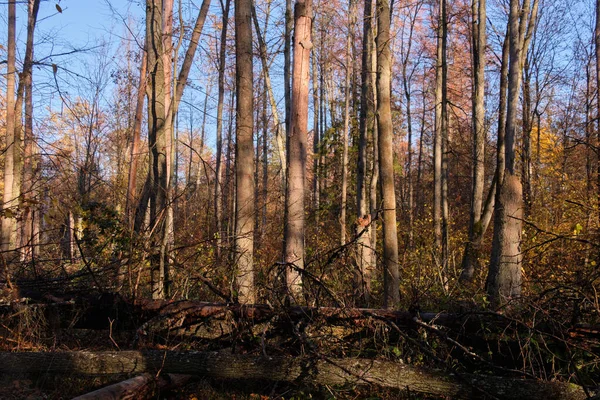 Осінній Сонячний Ранок Лісі Вільнішими Деревами Розбитими Передньому Плані Біаловєзький — стокове фото