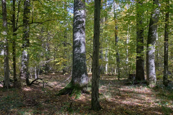 Oude Loofbos Kraam Met Oude Eikenboom Zomermiddag Bialowieza Forest Polen — Stockfoto