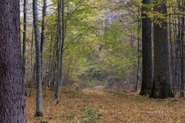 Yaprak döken ormanlarda sonbahar öğle vakti yaşlı meşe ağaçları ve yol ayrımı standı, Bialowieza Ormanı, Polonya, Avrupa