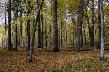 Yaprak döken ormanlarda sonbahar öğle vakti meşe ağaçları ve kuru yapraklarla yol kenarındaki ağaç standı, Bialowieza Ormanı, Polonya, Avrupa