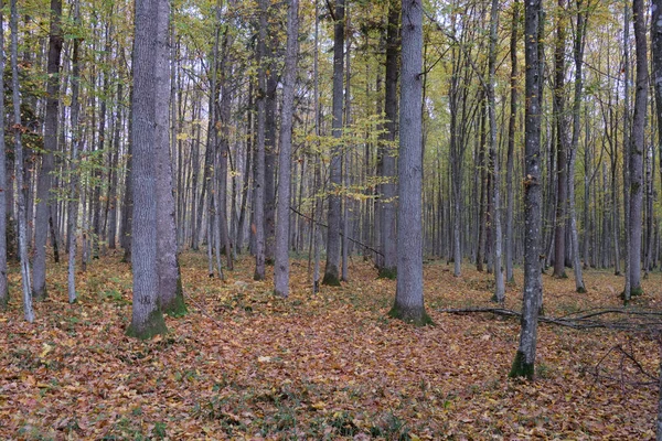 Jesienny Drzewostan Liściasty Grabami Rozbitym Drzewem Puszcza Białowieska Polska Europa — Zdjęcie stockowe