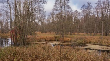 Sabahın erken saatlerinde orman nehrinin yanında kamış otları, Bialowieza Ormanı, Polonya, Avrupa