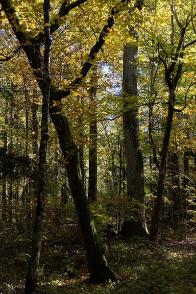 Gammal Lövskog Sommaren Eftermiddag — Stockfoto