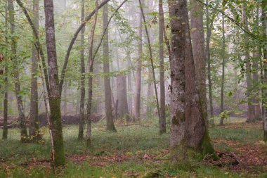 Sisli sonbahar doğal orman, Bialowieza orman, Polonya, Europe sabah