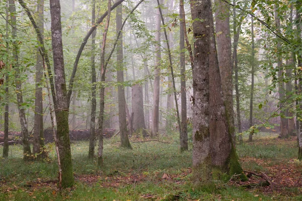 雾蒙蒙的早晨在秋天的自然森林 Bialowieza — 图库照片