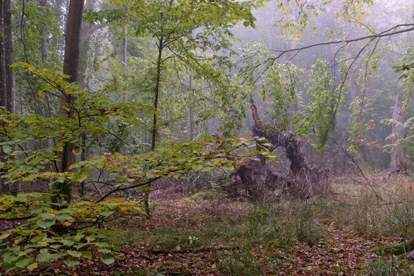 雾蒙蒙的早晨在秋天的自然森林 Bialowieza — 图库照片