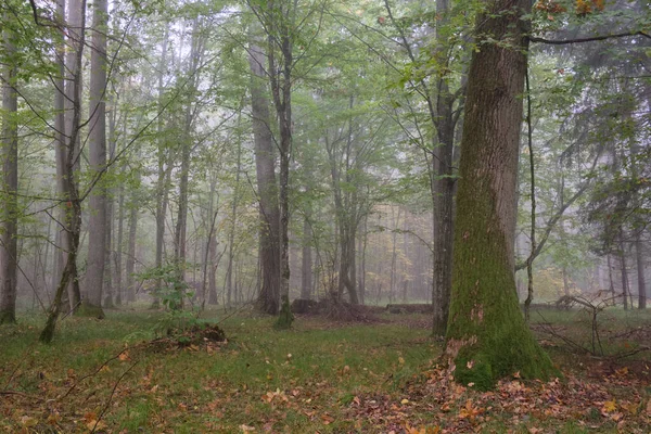 Dimmig Morgon Höstlig Naturskog Bialowieza Forest Polen Europa — Stockfoto