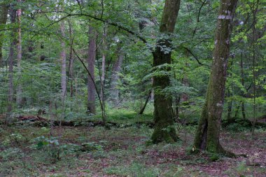 Yazın eski yaprak döken ormanlarda yaşlı ağaçlar, Bialowieza Ormanı, Polonya, Avrupa