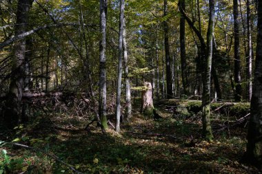 Yazın öğleden sonra yaşlı meşe ağacıyla birlikte eski yaprak döken orman standında ön planda kütük, Bialowieza Ormanı, Polonya, Avrupa