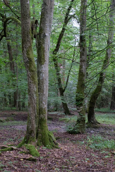 Old deciduous forest in summer with old hornbeam tree in foreground,Bialowieza Forest,Poland,Europe