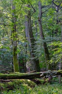 Natural deciduous stand in summer morning with some broken trees lying, Bialowieza Forest, Poland, Europe