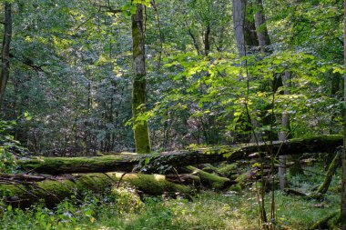 Natural deciduous stand in summer morning with some broken trees lying, Bialowieza Forest, Poland, Europe