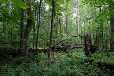 Önünde ölü dişbudak ağacı, Bialowieza Ormanı, Polonya, Avrupa
