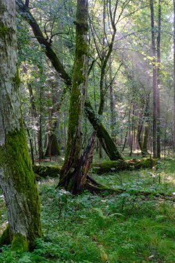 Yazın sisli ve güneş ışığının girdiği Bialowieza Ormanı, Polonya ve Avrupa 'daki doğal yaprak döküntüsü standı