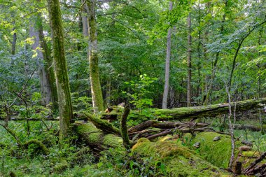 Natural deciduous stand in summer morning with some broken trees lying, Bialowieza Forest, Poland, Europe