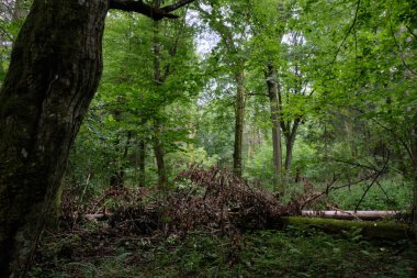 Yazın eski yaprak döken ormanlarda, önlerinde eski boynuz demeti ağaçları, Bialowieza Ormanı, Polonya, Avrupa