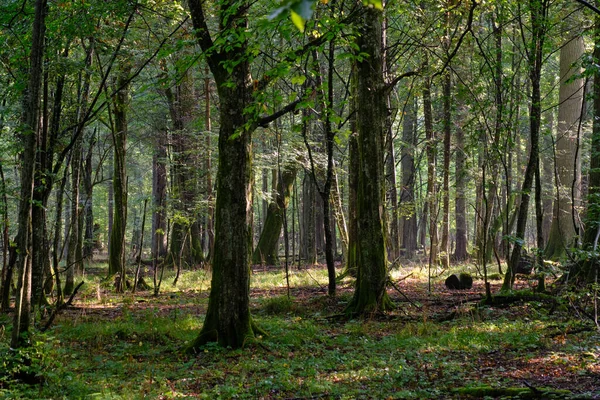 Summertime deciduous forest with old hornbeam trees and juvenile ones around, Bialowieza Forest,Poland,Europe