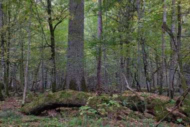 Tamam ağacında anıtsal sonbahar forestt, Bialowieza orman, Polonya, Europe