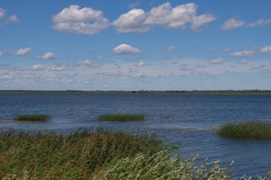 Siemianowka artificial lake in summer midday with reed grass in foreground, Podlasie Voivodeship, Poland, Europe