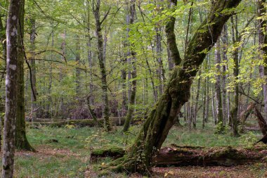 Sonbaharda yaprak döken ormandaki kırık ağaçlar ve ön planda sarılı eski boynuzlu ağaç yosunları, Bialowieza Ormanı, Polonya, Avrupa